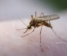 Paraíba tem 13º caso de malária confirmado em 2019
