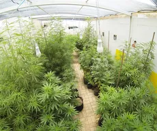 Paraíba passa a ter dia estadual de visibilidade da maconha para fins terapêuticos