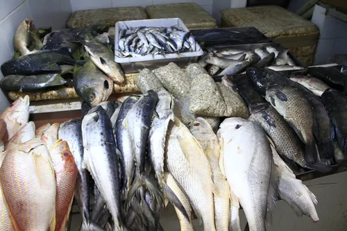 
				
					Prefeituras da Paraíba gastam quase R$ 2,5 milhões para doar peixes à população
				
				