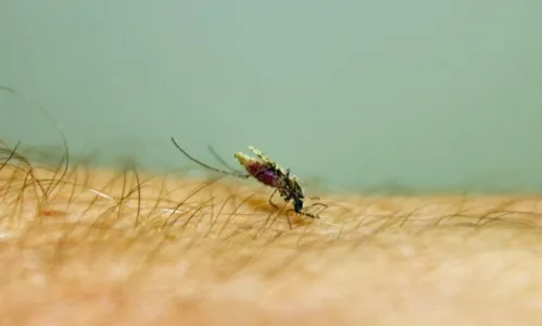 
                                        
                                            20 casos de malária são confirmados na Paraíba
                                        
                                        