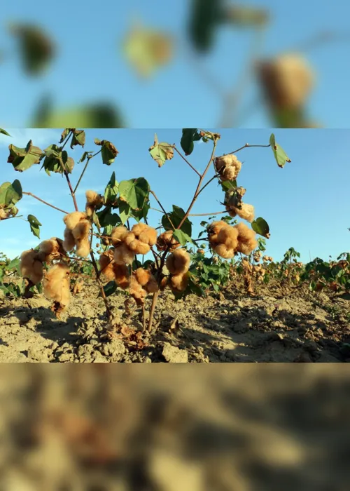 
                                        
                                            Cerca de 40 quilombos plantam algodão para indústria têxtil da Paraíba
                                        
                                        