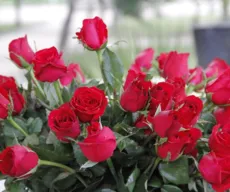 Preço da rosa para Dia das Mães pode variar 275% em floriculturas de João Pessoa