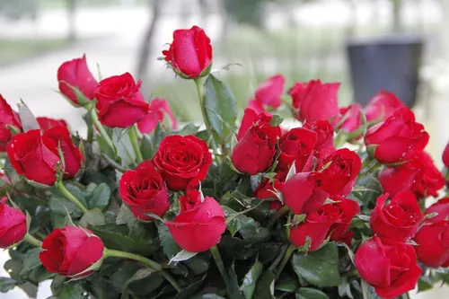 
				
					Preço da rosa para Dia das Mães pode variar 275% em floriculturas de João Pessoa
				
				