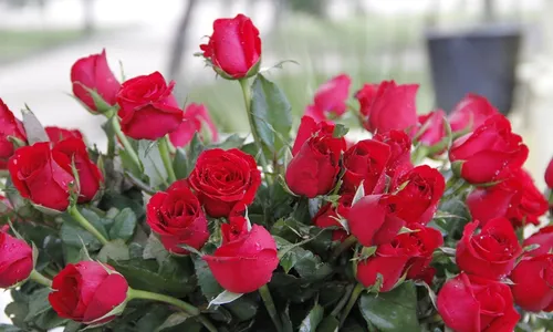 
                                        
                                            Preço da rosa para Dia das Mães pode variar 275% em floriculturas de João Pessoa
                                        
                                        