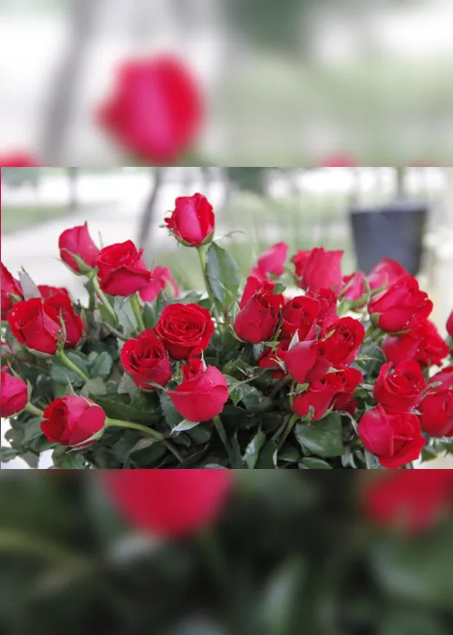 
                                        
                                            Preço da rosa para Dia das Mães pode variar 275% em floriculturas de João Pessoa
                                        
                                        