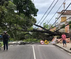 Motociclista fica ferido após queda de árvore e dois postes em João Pessoa