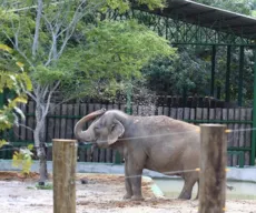 Imbróglio sobre elefanta Lady deve ser resolvido no dia 18 de outubro pela Justiça