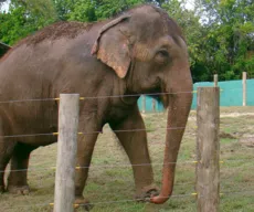 Elefanta Lady quebra cerca e escapa de área isolada na Bica