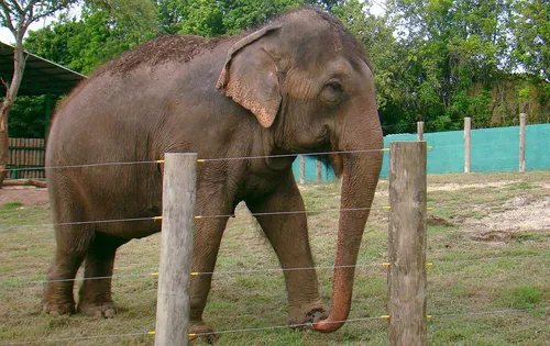 
				
					Lady será transferida para Santuário de Elefantes no Mato Grosso
				
				