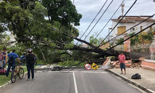 
                                        
                                            Motociclista fica ferido após queda de árvore e dois postes em João Pessoa
                                        
                                        