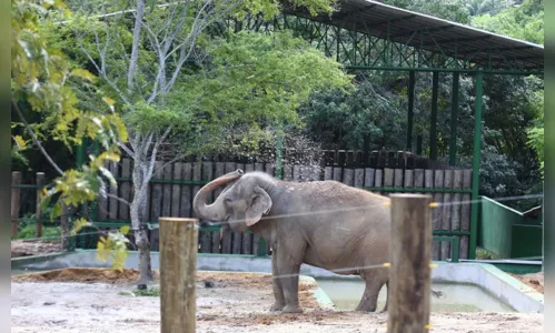 
				
					Elefanta Lady sofre maus-tratos e corre risco de morte na Bica, aponta laudo de investigação
				
				