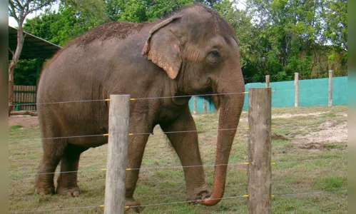 
				
					Elefanta Lady quebra cerca e escapa de área isolada na Bica
				
				