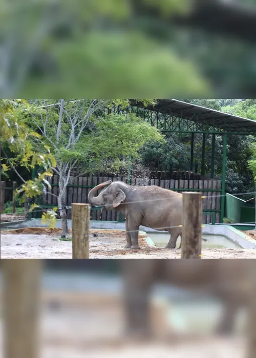 
                                        
                                            Imbróglio sobre elefanta Lady deve ser resolvido no dia 18 de outubro pela Justiça
                                        
                                        
