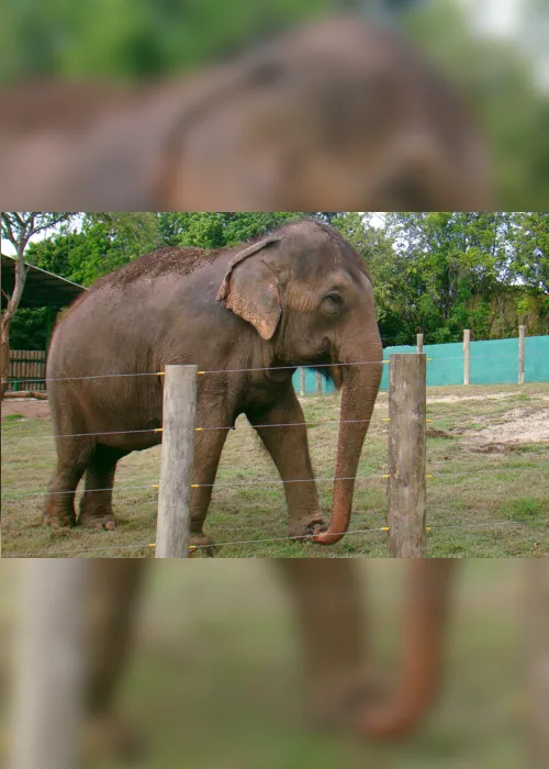 
                                        
                                            Elefanta Lady quebra cerca e escapa de área isolada na Bica
                                        
                                        