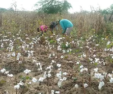 Projeto de algodão agroecológico em Remígio é finalista de prêmio da Fundação BB