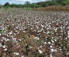 Produção agrícola na PB cresce em lavouras temporárias