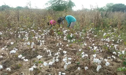 
                                        
                                            Projeto de algodão agroecológico em Remígio é finalista de prêmio da Fundação BB
                                        
                                        