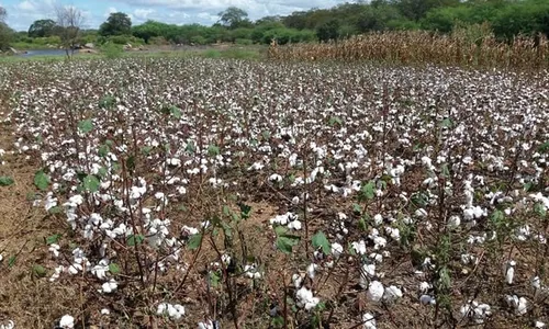 
                                        
                                            Produção agrícola na PB cresce em lavouras temporárias
                                        
                                        