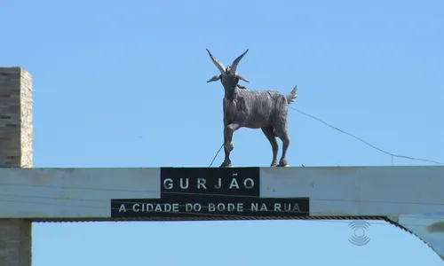 
                                        
                                            ‘Bode na Rua’, em Gurjão acontece de 29 a 31 de julho; veja atrações
                                        
                                        