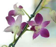 Feira de Holambra chega a JP com mais de 200 espécies de plantas e flores