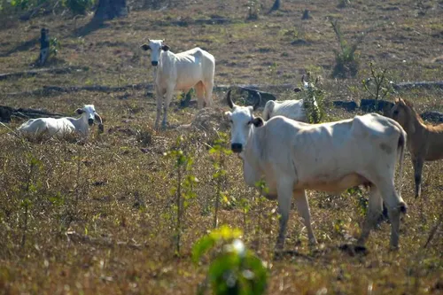 
				
					Governo cria plano de ação para desenvolvimento de agropecuária nordestina
				
				