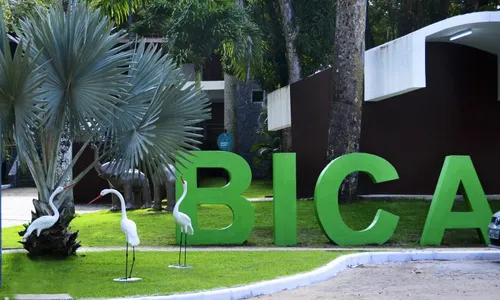 
                                        
                                            Treze aves são furtadas do Parque Arruda Câmara, em João Pessoa
                                        
                                        