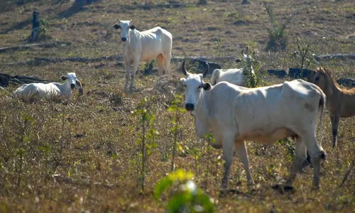 
                                        
                                            Governo cria plano de ação para desenvolvimento de agropecuária nordestina
                                        
                                        