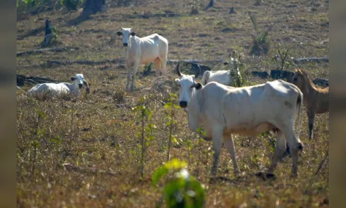 
				
					Vacinação contra febre aftosa na PB é adiada devido ao coronavírus
				
				