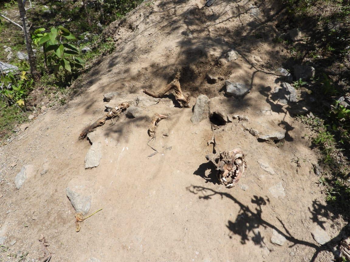 
                                        
                                            Cemitério clandestino de animais é encontrado com 150 ossadas na PB
                                        
                                        