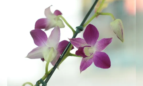 
				
					Feira de Holambra chega a JP com mais de 200 espécies de plantas e flores
				
				