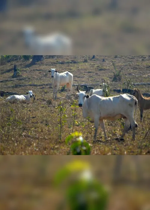 
                                        
                                            Vacinação contra febre aftosa na PB é adiada devido ao coronavírus
                                        
                                        