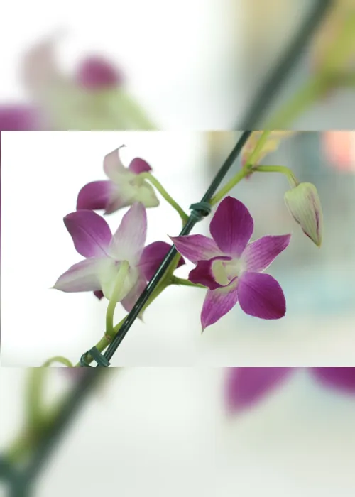 
                                        
                                            Feira de Holambra chega a JP com mais de 200 espécies de plantas e flores
                                        
                                        