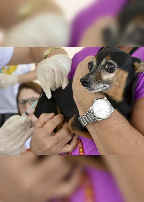 
                                        
                                            Solicitações para castração de cães e gatos devem ser feitas presencialmente no Centro de Controle de Zoonoses, em João Pessoa
                                        
                                        