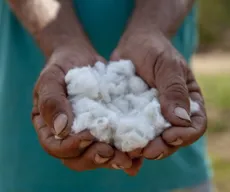 Produção de algodão em caroço na PB tem alta de 101% em um ano