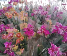 Feira de Flores de Holambra acontece em João Pessoa com mais de 200 espécies de plantas