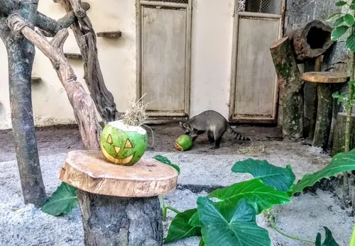 
				
					Animais da Bica ganham decoração e atividades de Halloween, em João Pessoa
				
				