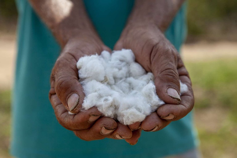 
                                        
                                            Projeto de algodão agroecológico da Paraíba é 1º lugar em prêmio da Fundação BB
                                        
                                        