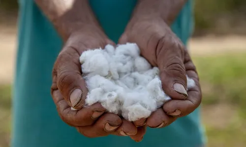 
                                        
                                            Projeto de algodão agroecológico da Paraíba é 1º lugar em prêmio da Fundação BB
                                        
                                        