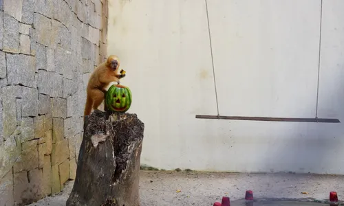 
                                        
                                            Animais da Bica ganham decoração e atividades de Halloween, em João Pessoa
                                        
                                        