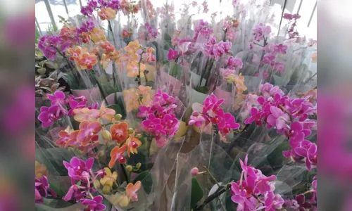 
				
					Festival das Flores de Holambra acontece na Praça da Bandeira
				
				