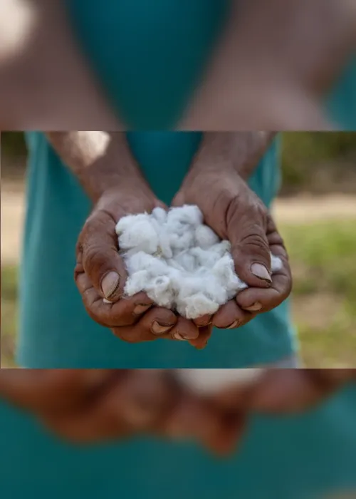 
                                        
                                            Projeto de algodão agroecológico da Paraíba é 1º lugar em prêmio da Fundação BB
                                        
                                        