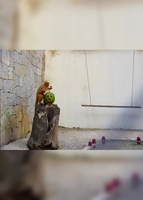 
                                        
                                            Animais da Bica ganham decoração e atividades de Halloween, em João Pessoa
                                        
                                        