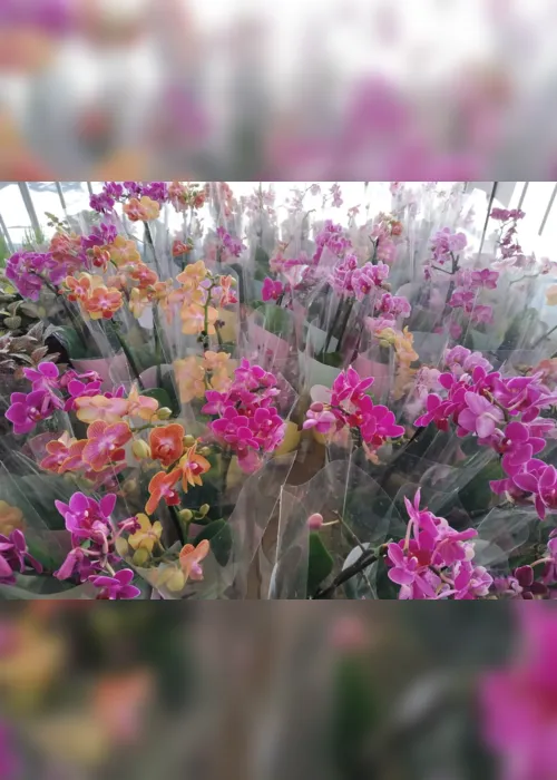 
                                        
                                            Feira de Flores de Holambra acontece em João Pessoa com mais de 200 espécies de plantas
                                        
                                        
