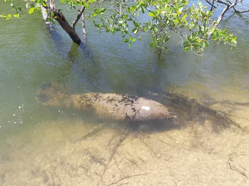 
				
					Após sete meses, casal de peixes-bois volta à natureza no Rio Mamanguape
				
				