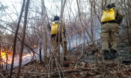 
                                        
                                            Mais de 550 incêndios foram registrados no Sertão da Paraíba este ano
                                        
                                        