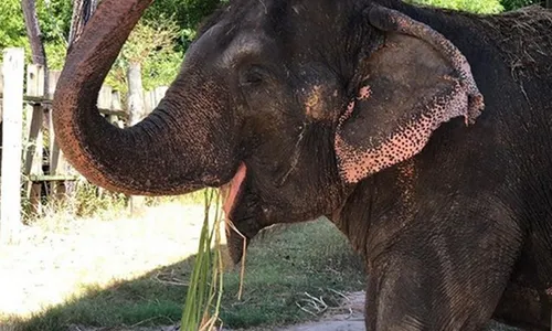 
                                        
                                            Lady deixa a Bica para vida nova em Santuário de Elefantes do Mato Grosso
                                        
                                        