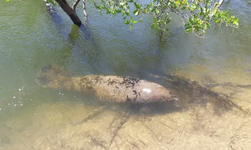 
                                        
                                            Após sete meses, casal de peixes-bois volta à natureza no Rio Mamanguape
                                        
                                        