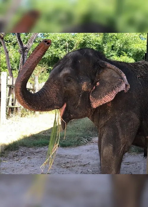 
                                        
                                            Lady deixa a Bica para vida nova em Santuário de Elefantes do Mato Grosso
                                        
                                        