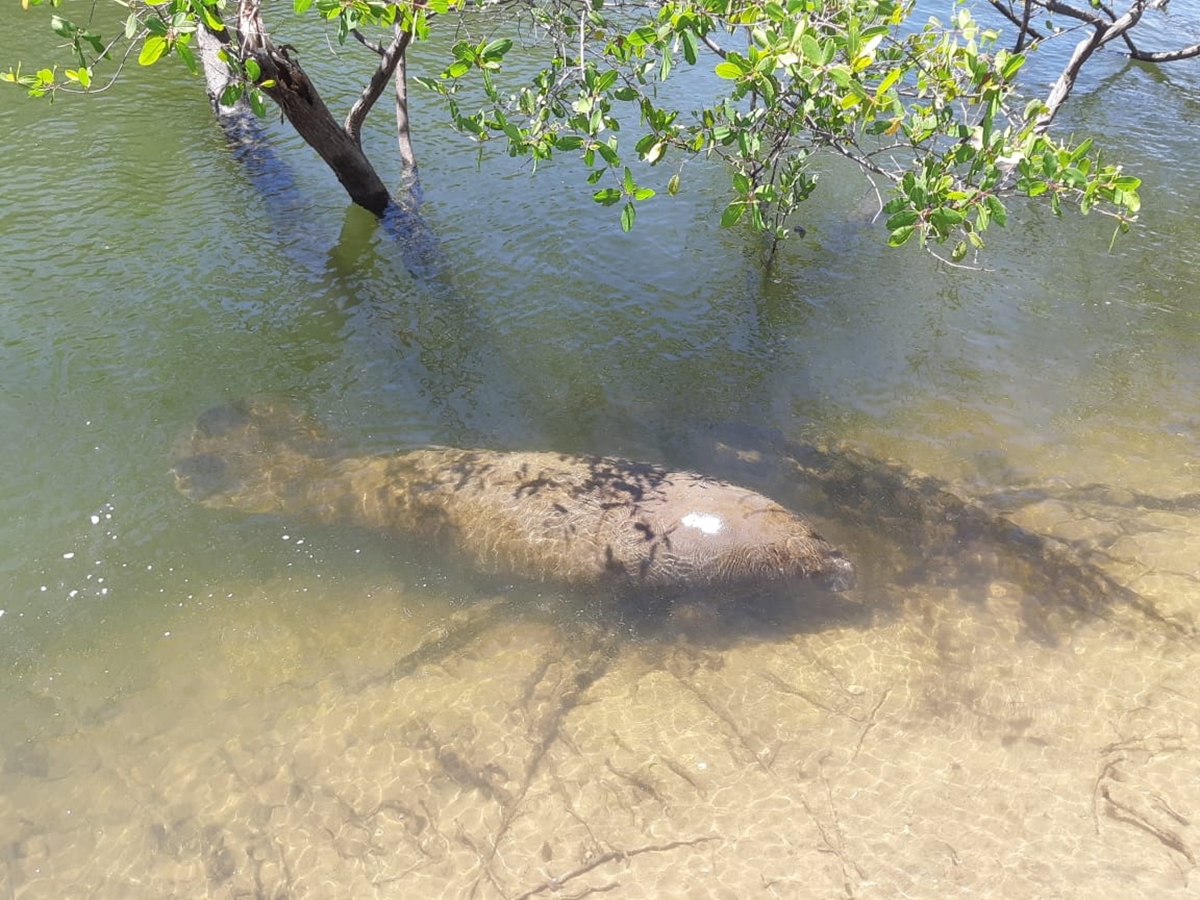 Peixes-bois-marinhos são vistos em acasalamento em praia de João Pessoa