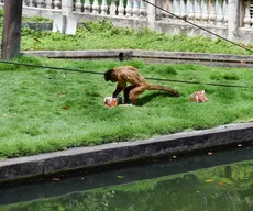 Animais recebem presentes de Natal antecipado no Parque da Bica